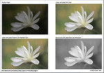 Tutorials - creative Photoshop technique